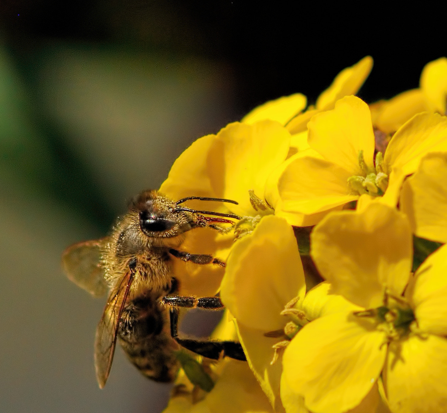 Erysimum & Guest