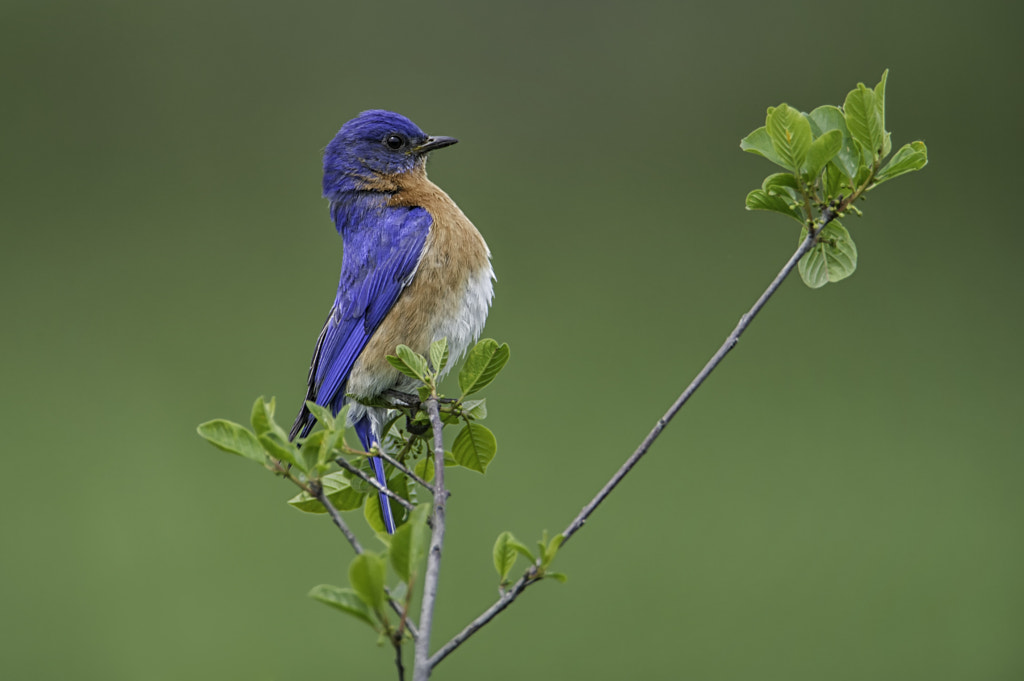 Bluebird at Attention! birds of illinois - birds of illinois field guide - birds of illinois identification birds of illinois winter