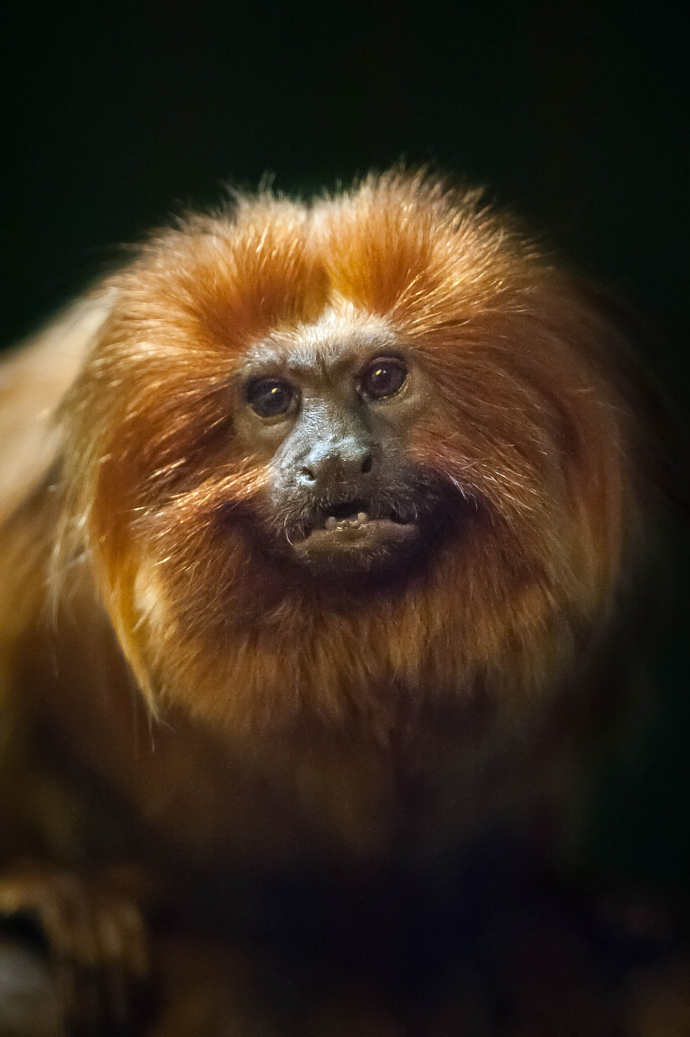 Lion Faced Monkey by Justin Lo - Photo 37188990 / 500px