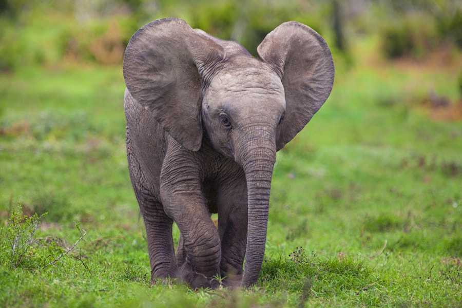 30 Cute Funny Baby Elephant Images That Will Brighten Up Your Images, Photos, Reviews