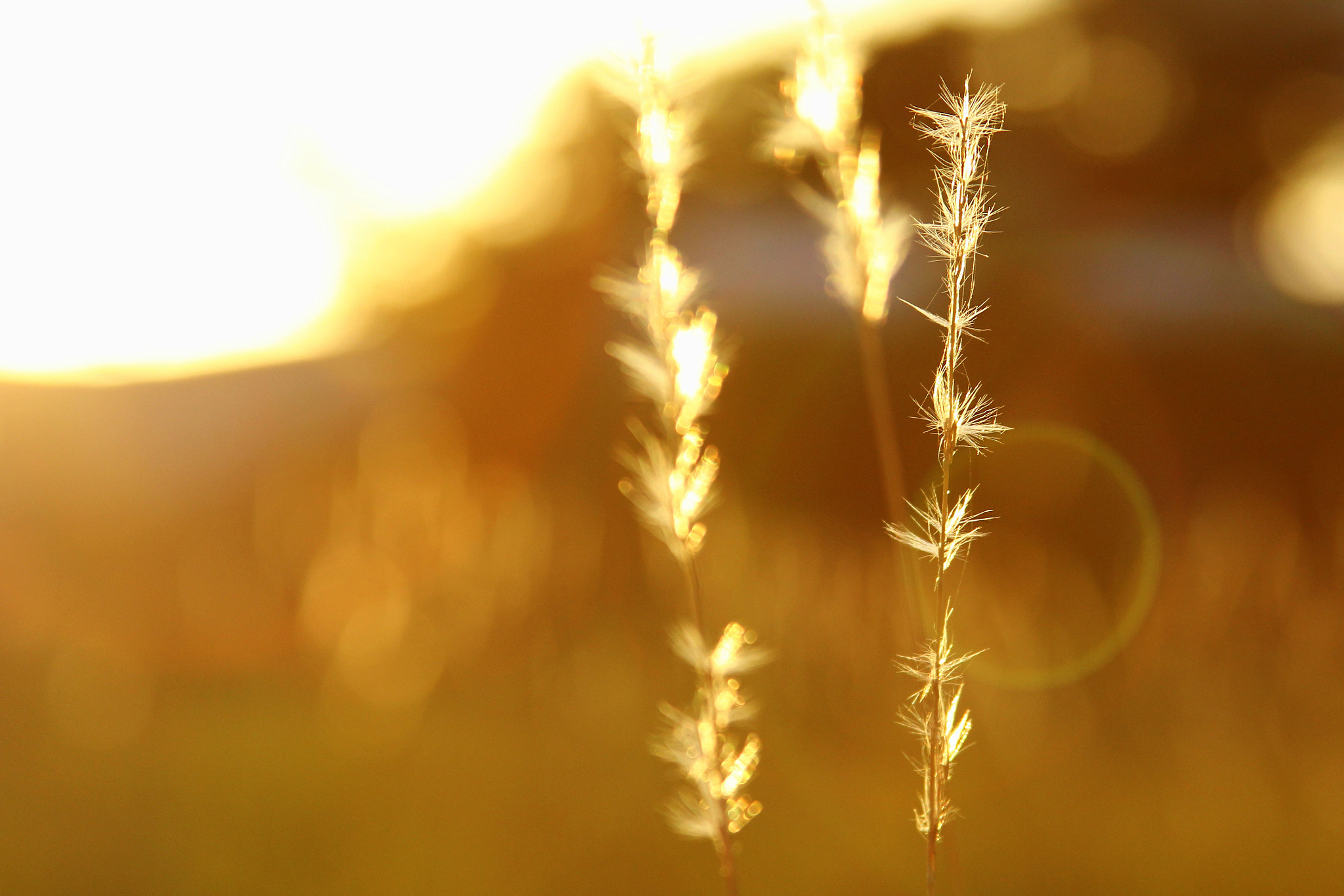 Sun Catcher