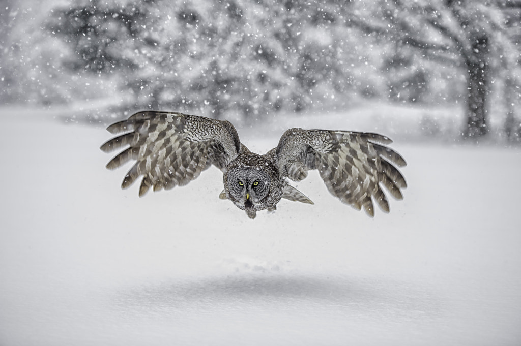 Presence by Daniel Parent on 500px.com