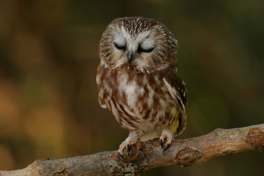Sleepy Saw-whet Owl