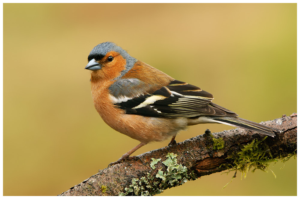 Male Chaffinch by Geoffrey Baker - Photo 3739902 / 500px