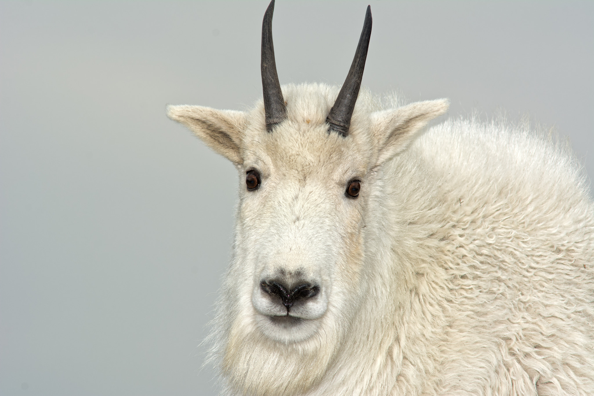 female-mountain-goat-at-13-500-ft-by-robert-schaper-500px