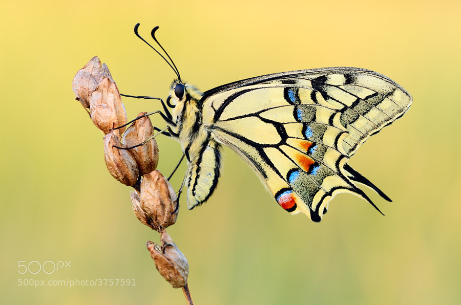 Photograph swallowtail by Martin Amm on 500px