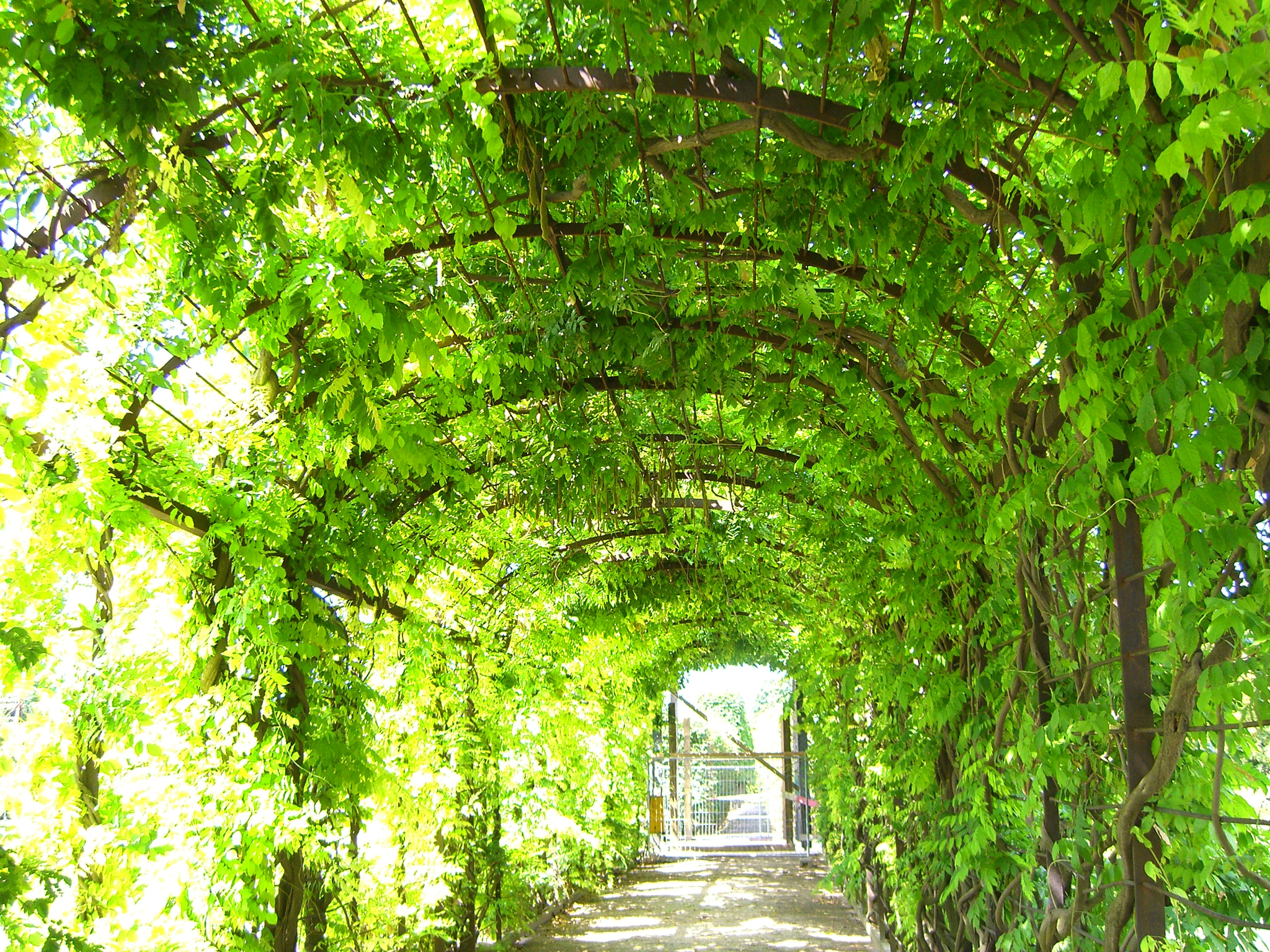 flower tunnel by erdal karakus Photo 3770478 / 500px