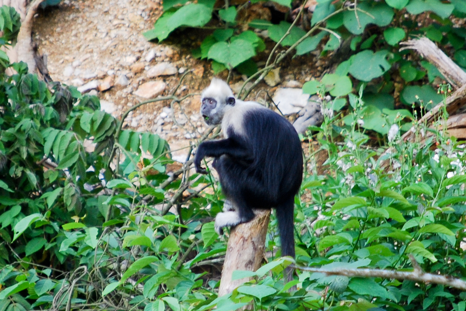 Whiteheaded Langur by Yuci Zhou Photo 37816744 / 500px