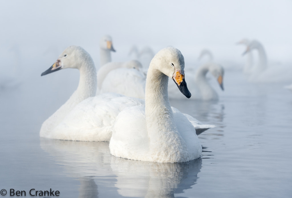 Slumbering Swans by Ben Cranke on 500px.com