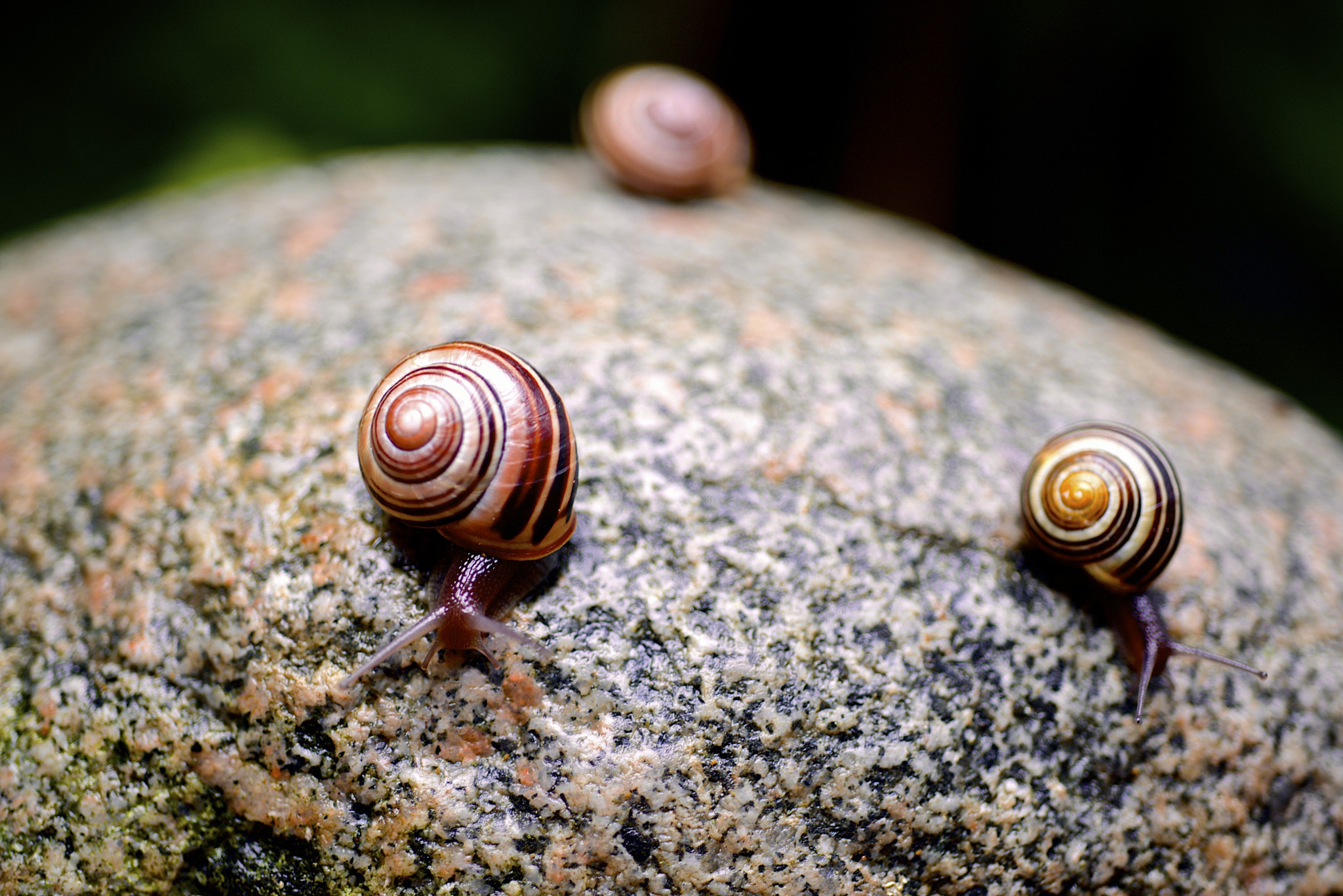 Three Snails on a Rock