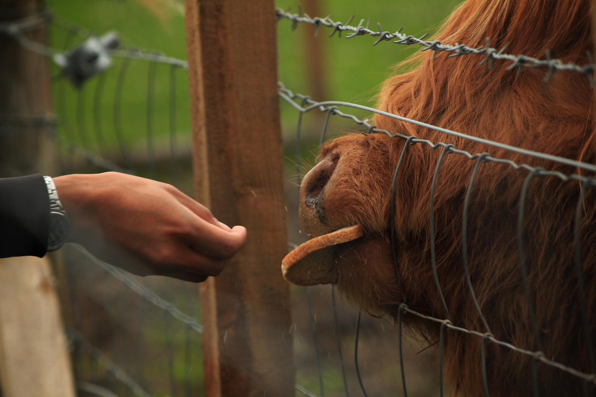 Feeding Hamish