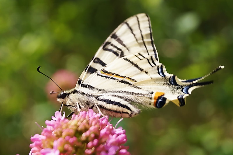 Iphiclides podalirius 05 by Stefano Sansavini on 500px.com