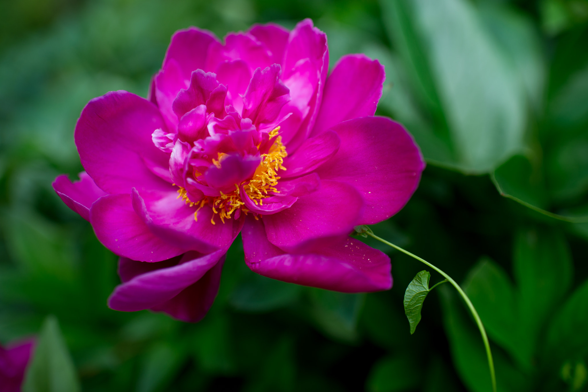 Pivoine et liseron