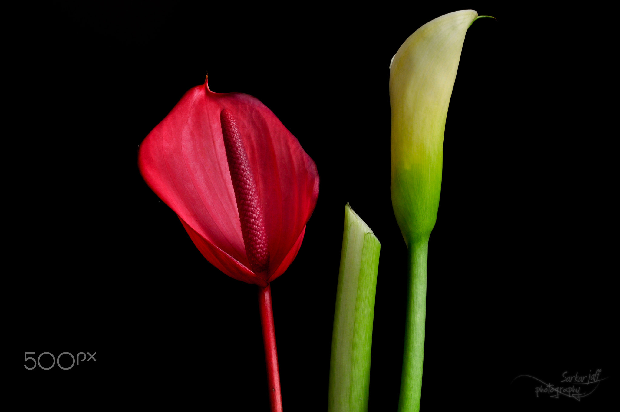 Red anthurium And Calla lily white