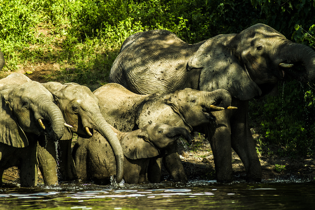 Elephants Family by K. Chae on 500px.com