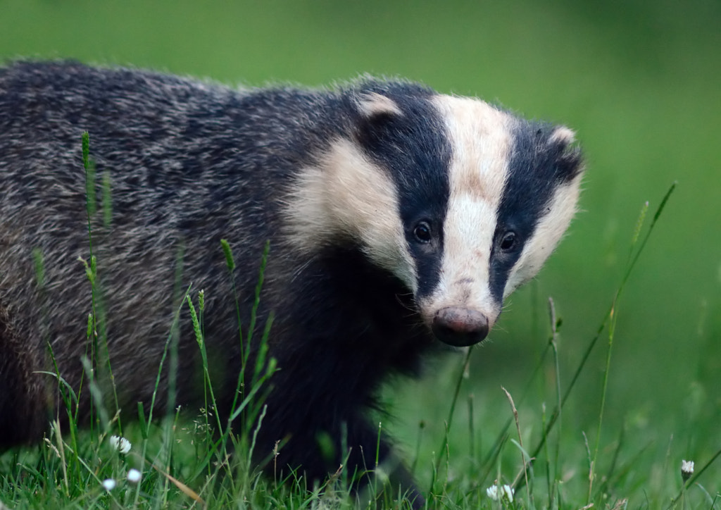 Eurasian Badger by Scott Tilley / 500px