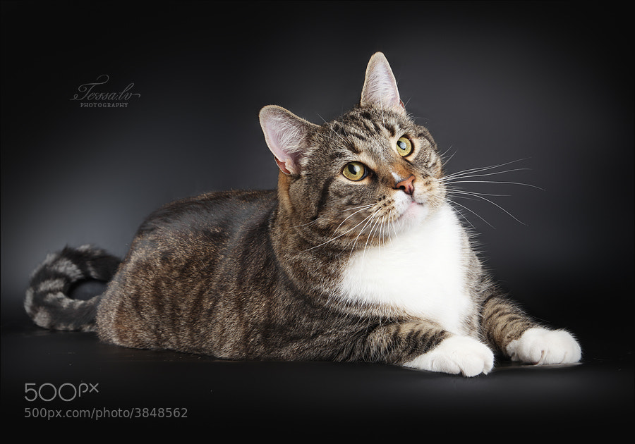 Photograph Kamu by Ludmila Pankova