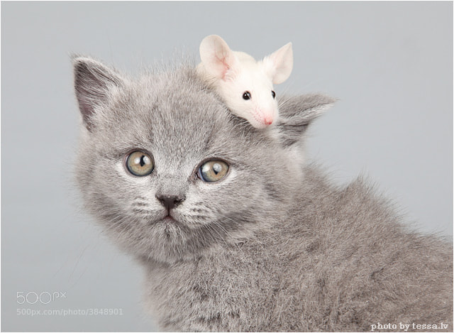 Friends by Ludmila Pankova