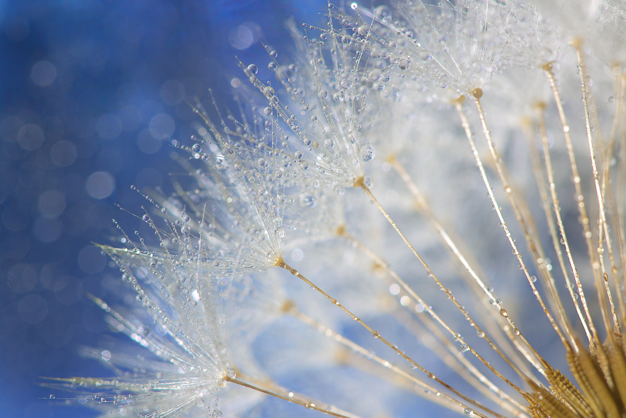 Dreamy water drops