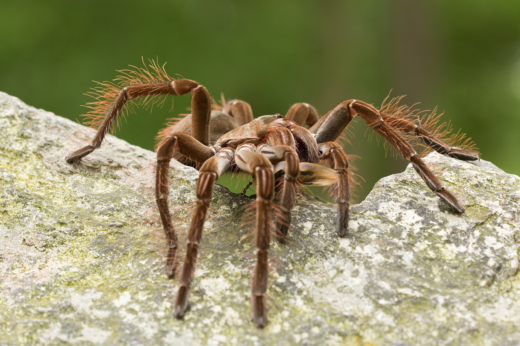 Burgundy Goliath Birdeater by Milan Zygmunt - Photo 38552348 / 500px