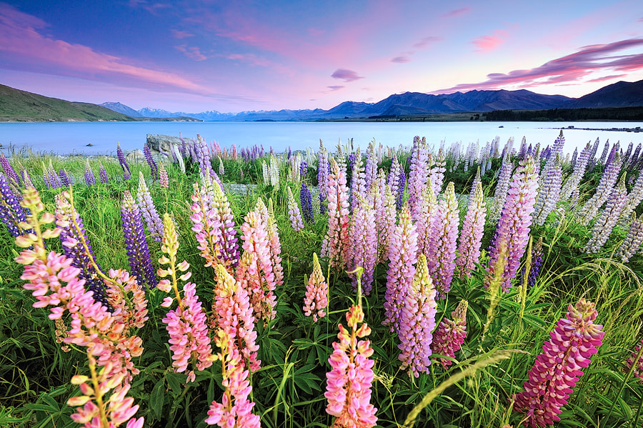 Sunrise@Lake Tekapo by AtomicZen : ) on 500px.com