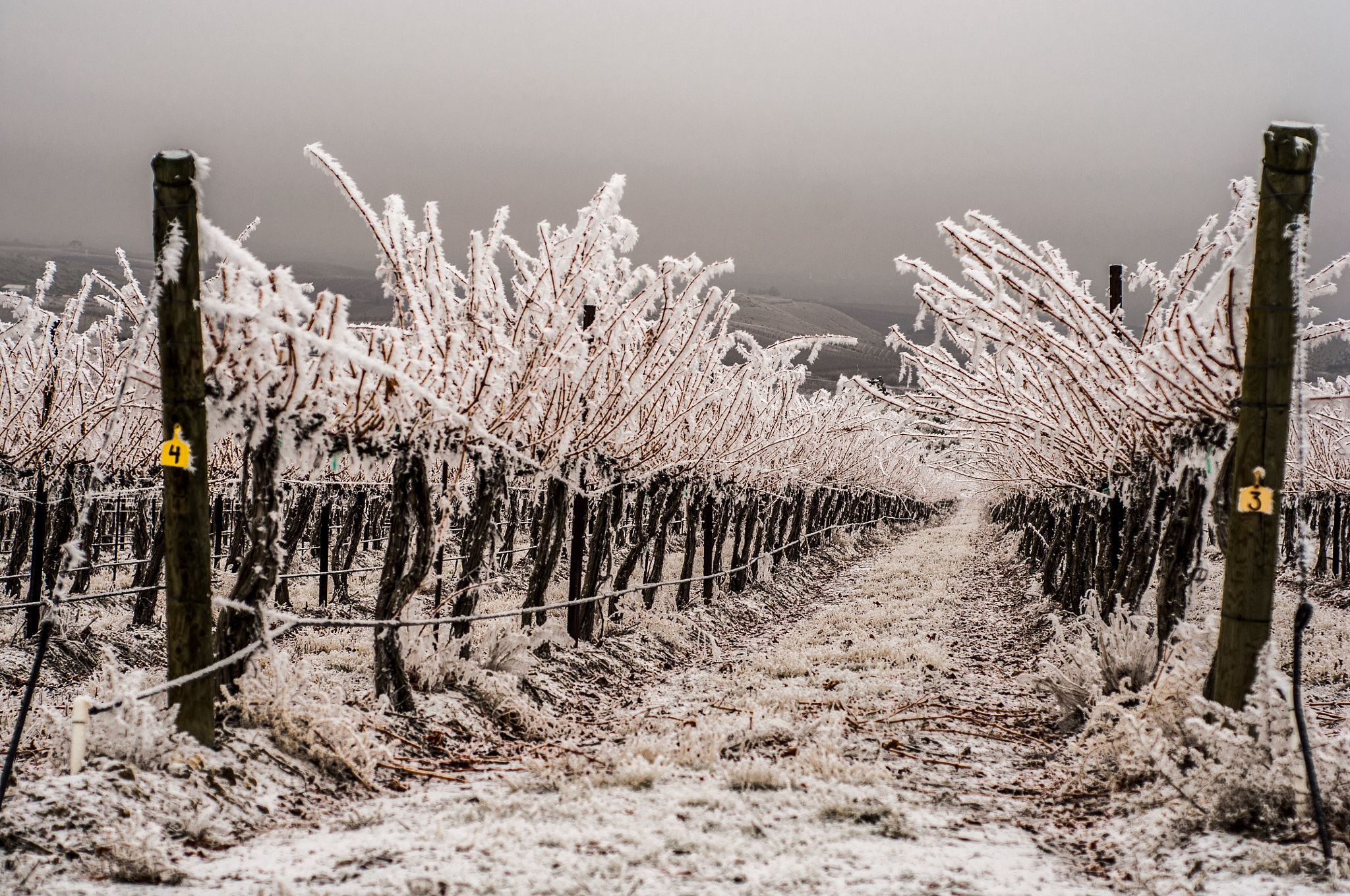 Elephant Mountain Vineyard Hoarfrost