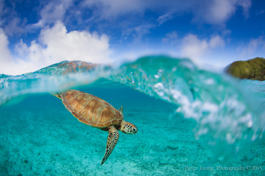 これがokinawaだ 世界の写真家たちがとらえた沖縄の自然写真まとめ