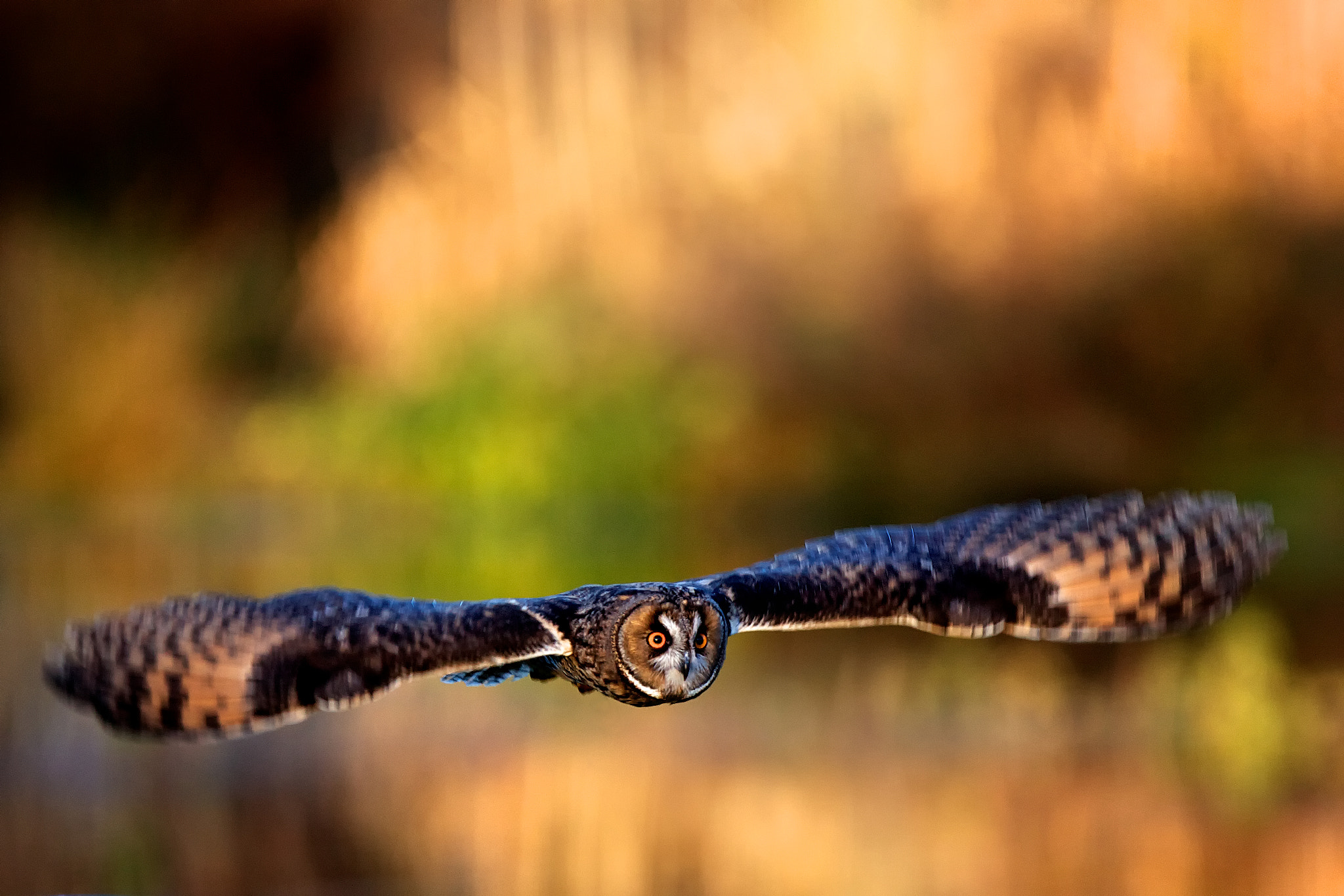 low fly