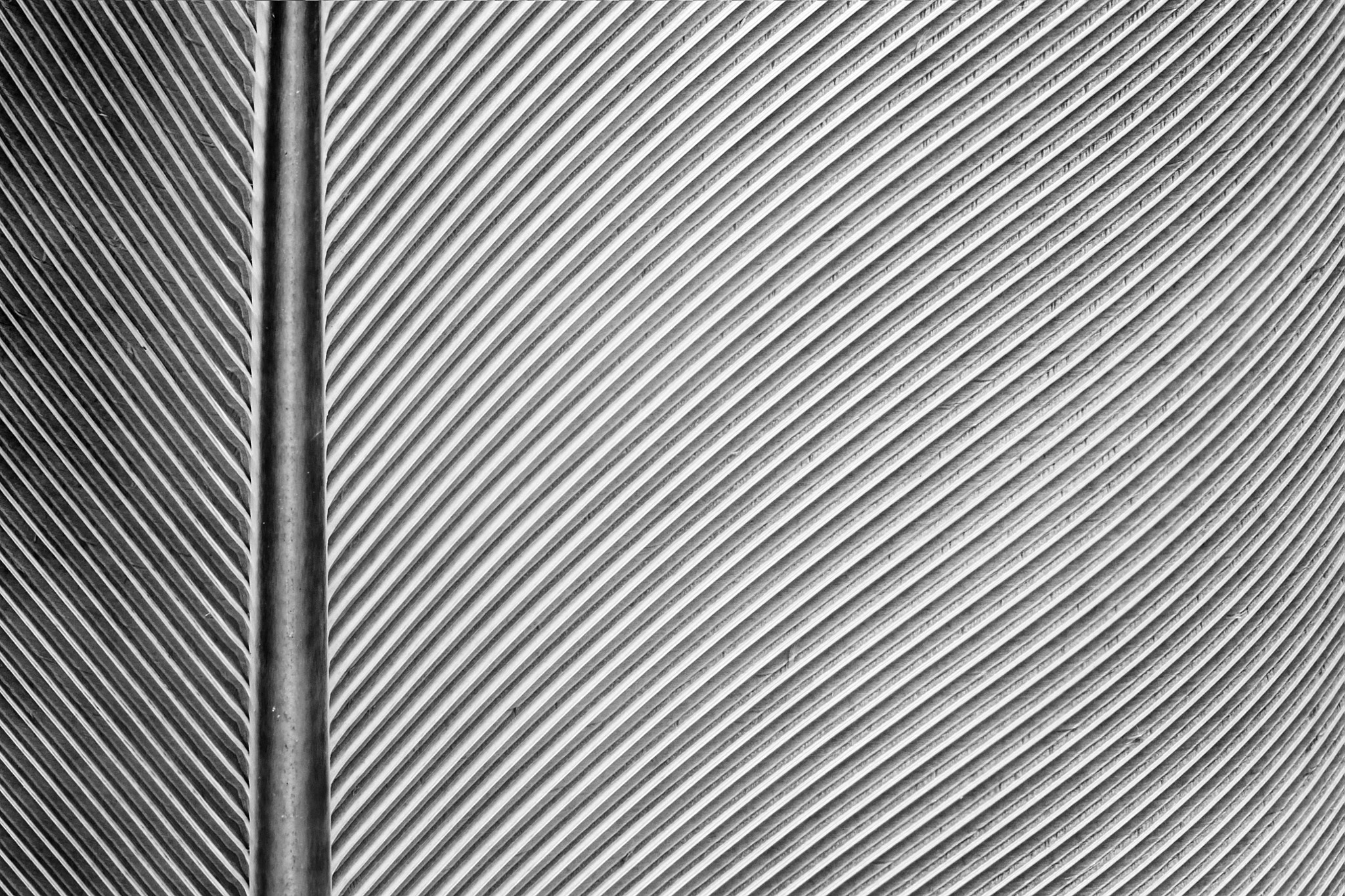 Feather