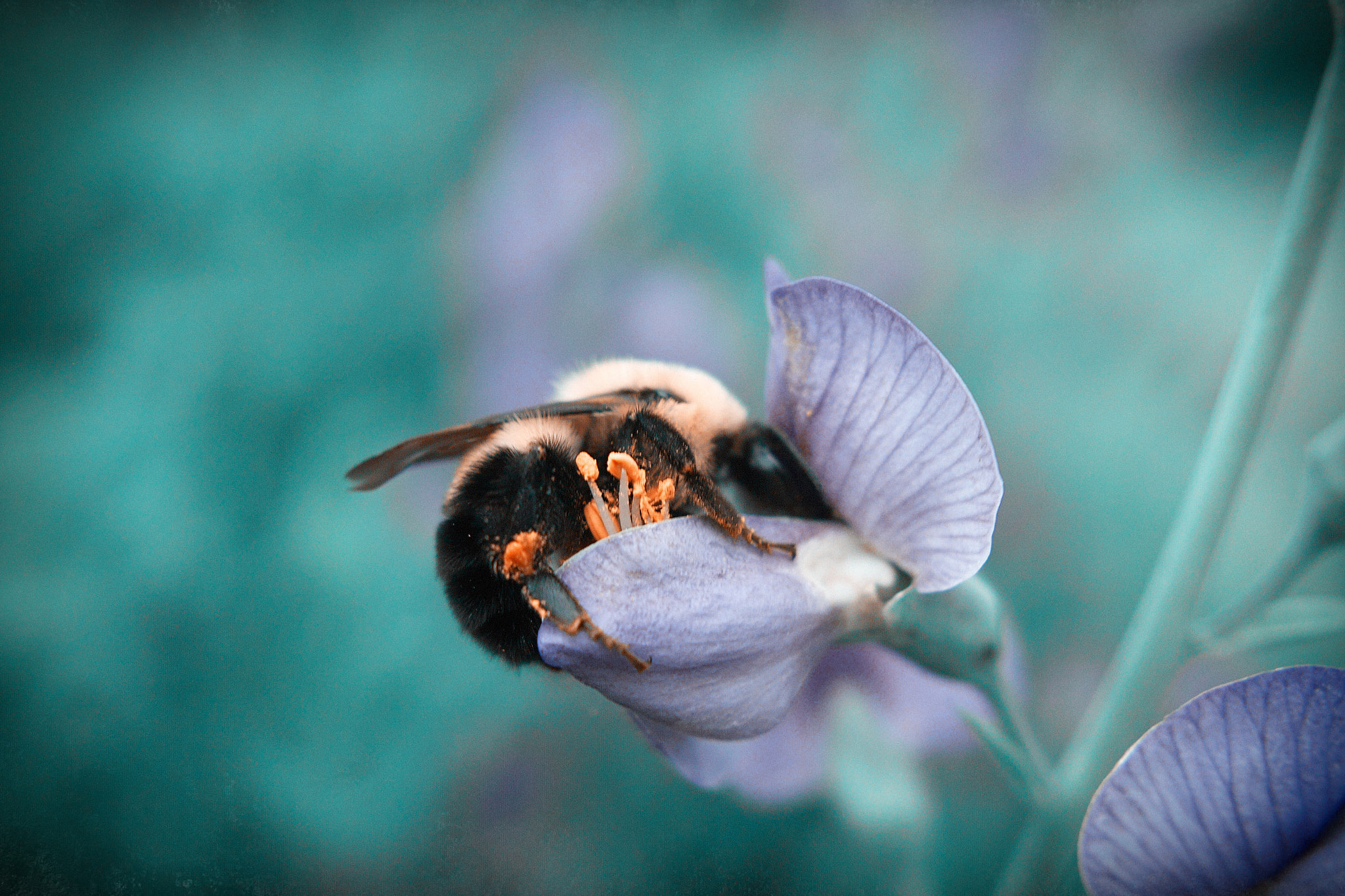 Bee in Technicolor