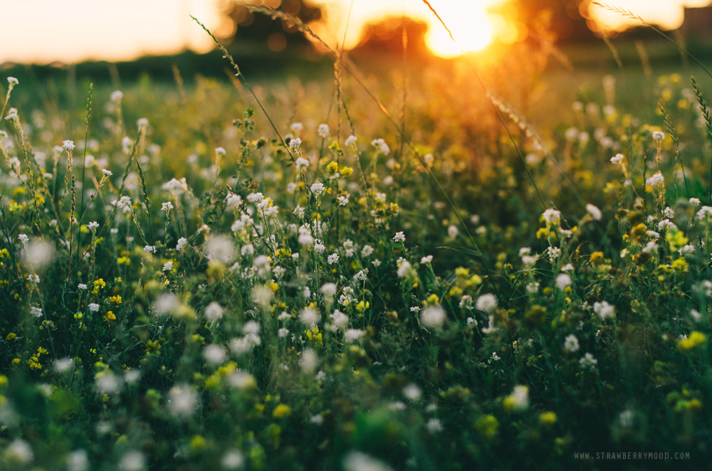 How I love summer sunsets at the countryside by Julia Krasovskaya on 500px.com