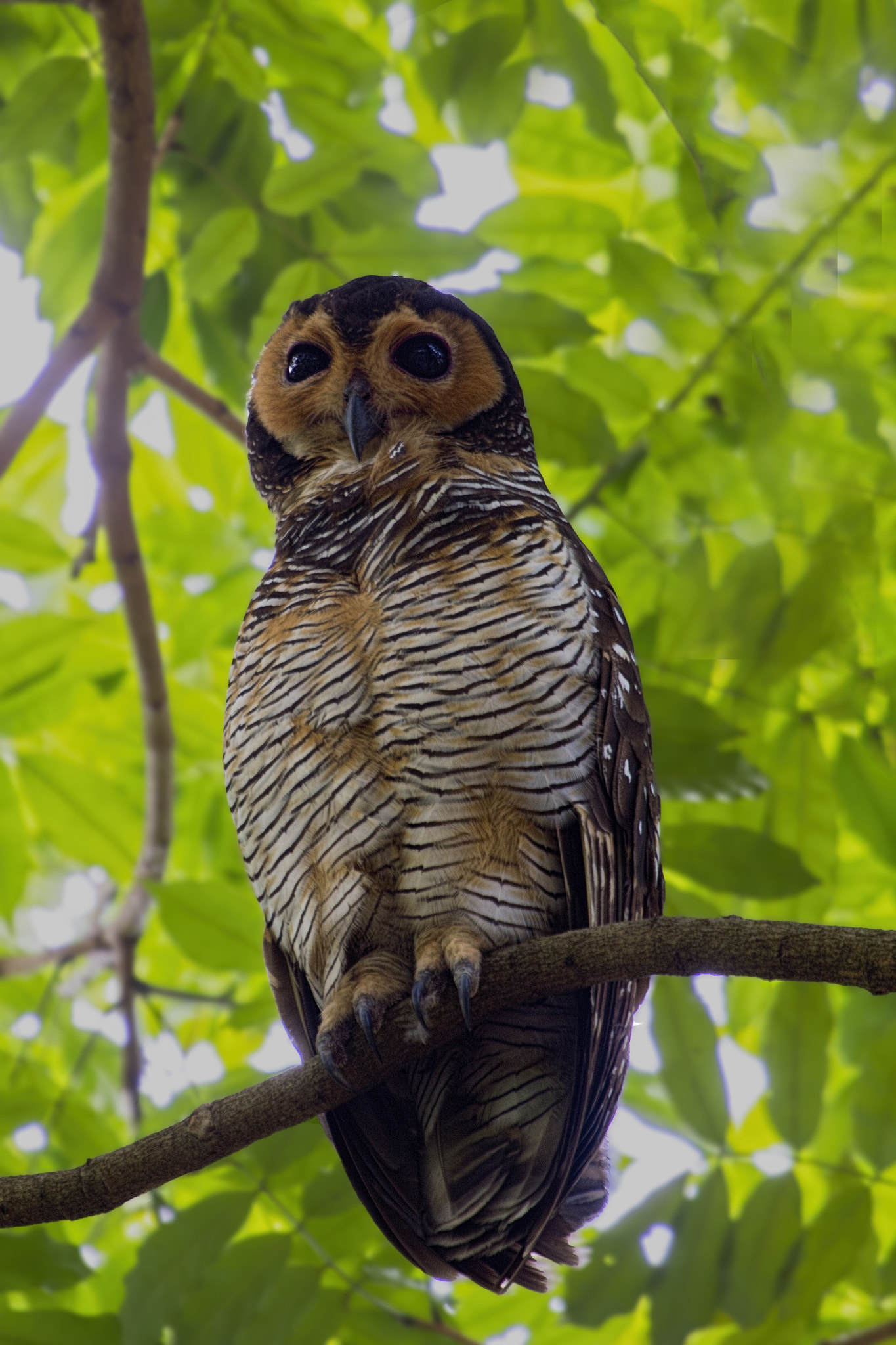 Spotted-wood Owl (Male) by Allan Seah - Photo 38809868 / 500px