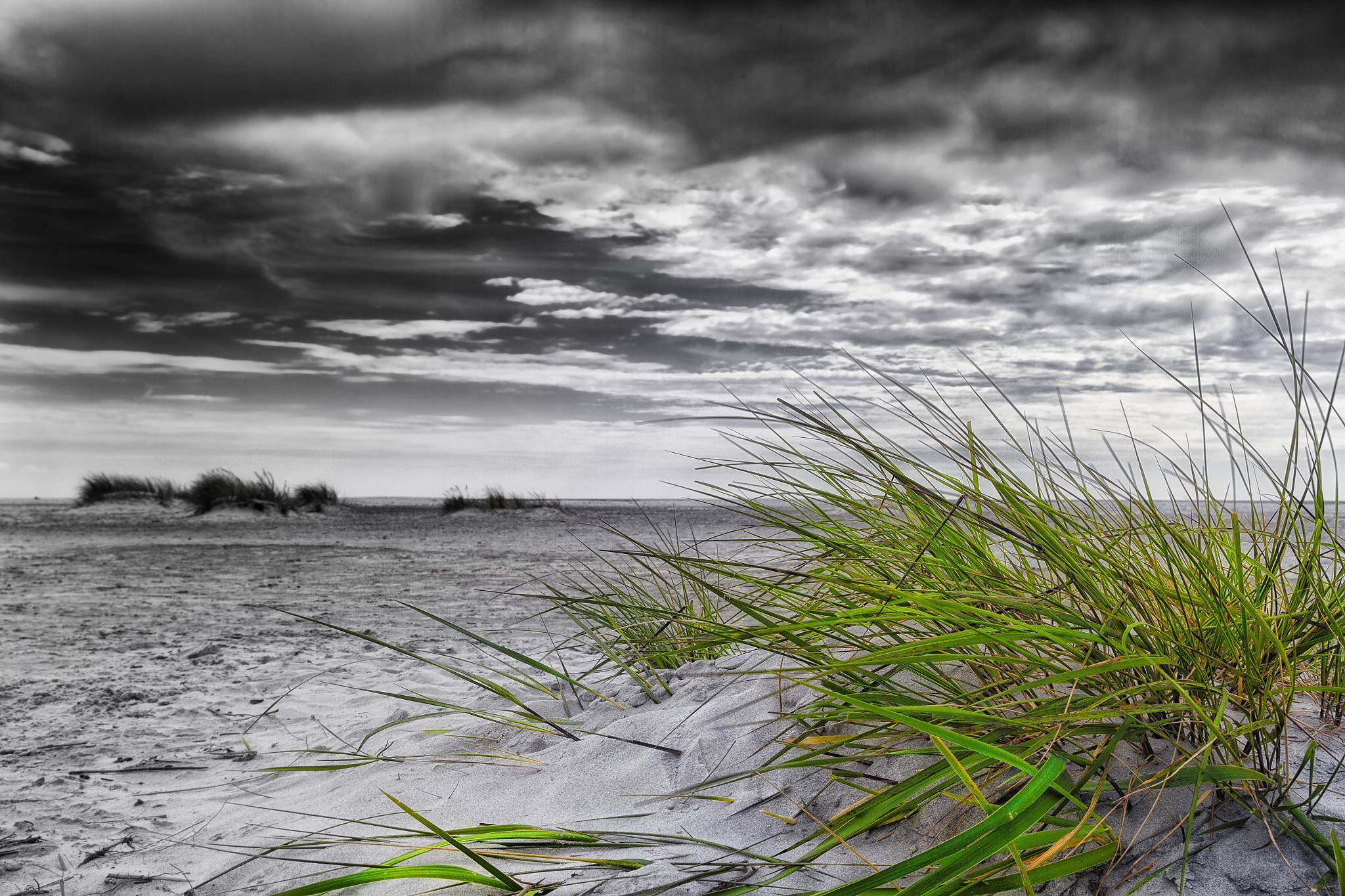 Reeds