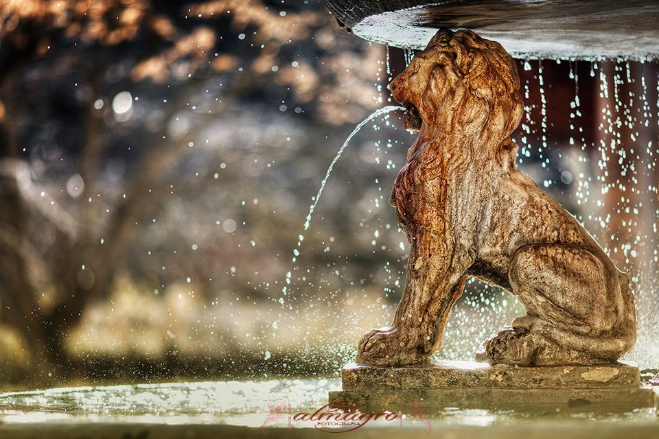 The lion by Juan Almagro on 500px.com