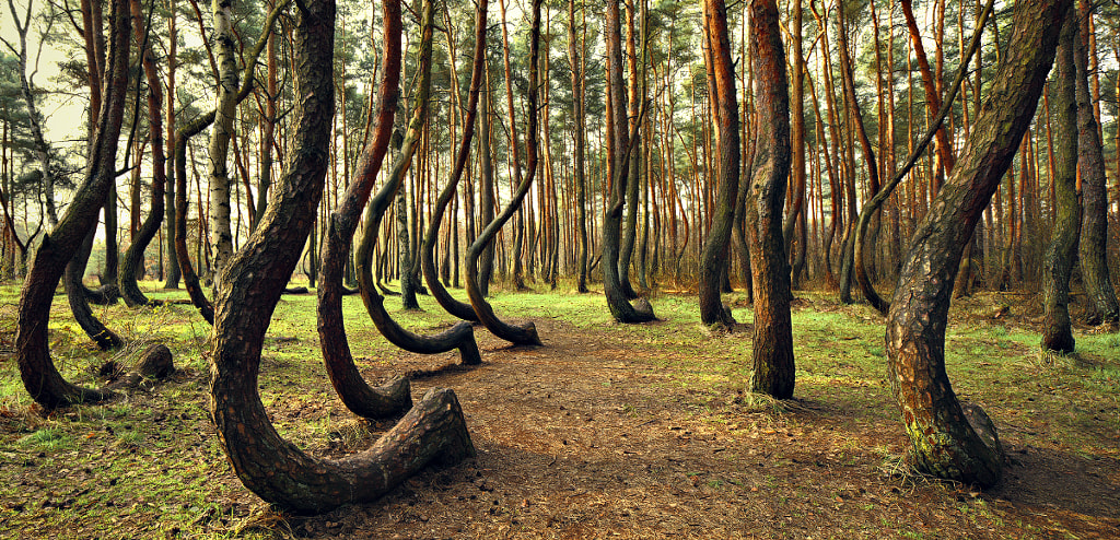 Dancing Trees by Kilian Schönberger on 500px.com