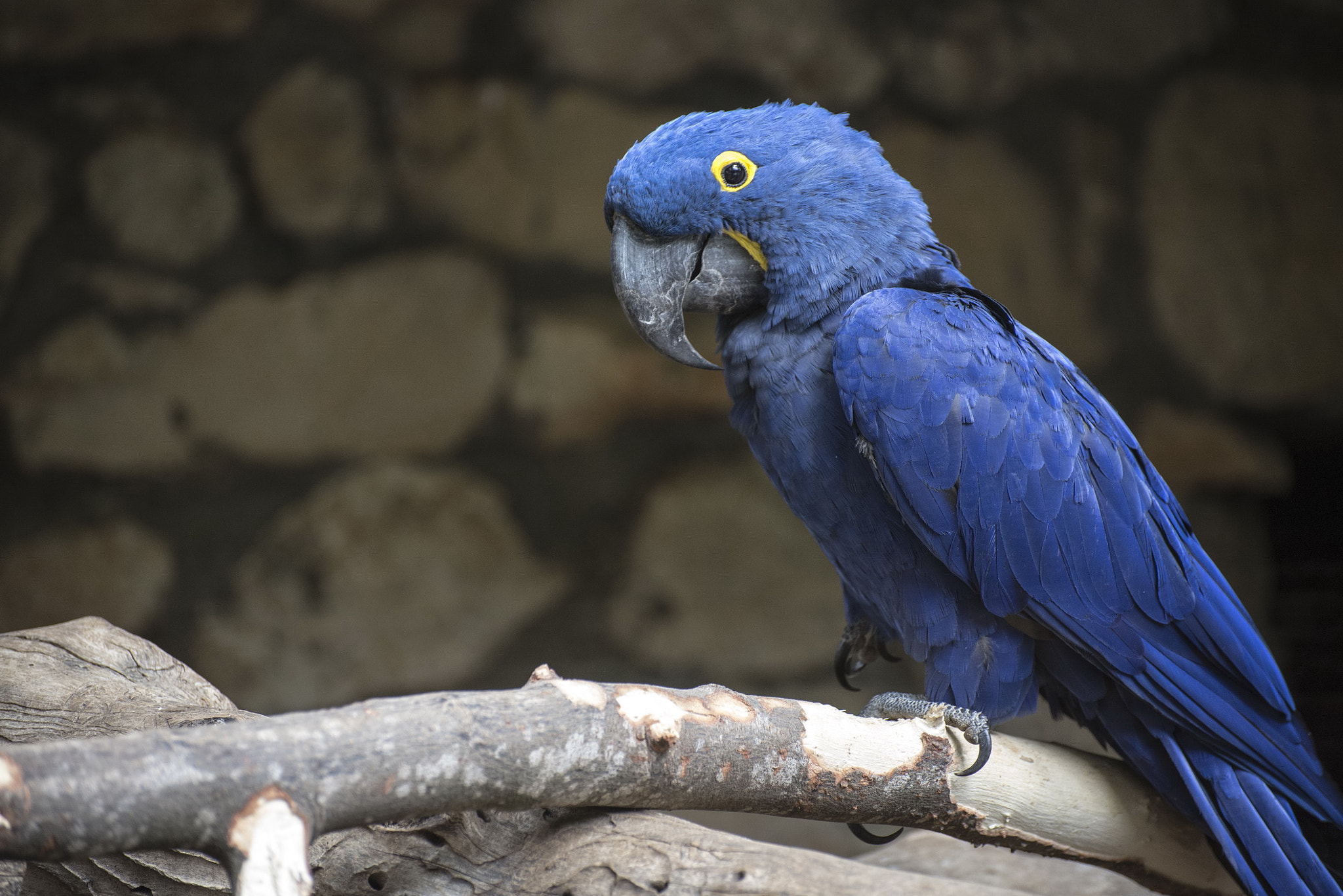 Dark blue parrot by Gali Nir / 500px