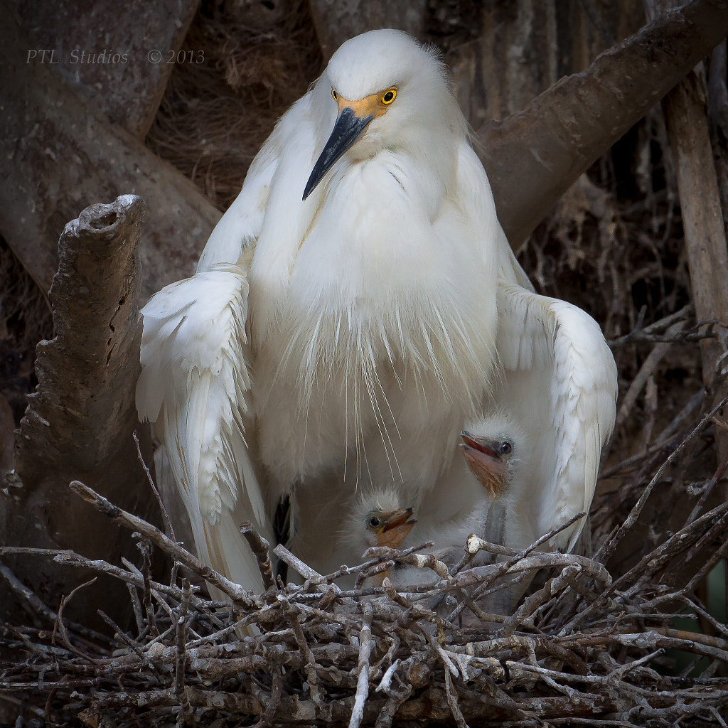 Keeping Watch by Eric Peterson on 500px.com
