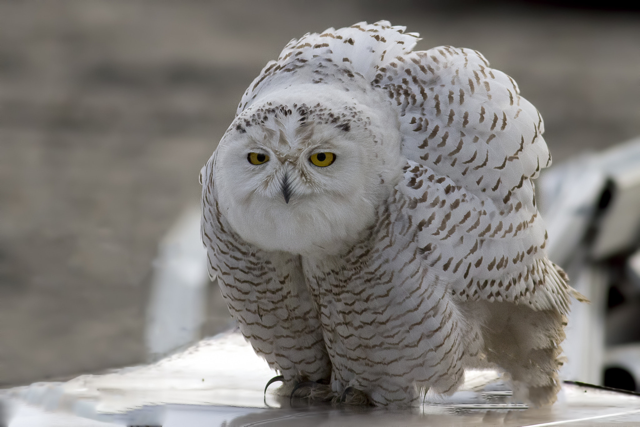 Fluffy Snowy Owl by Martin Grančič / 500px