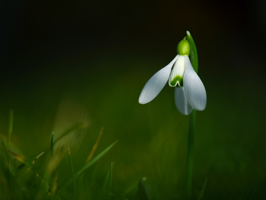 snowdrop by Zsolt Goór on 500px.com