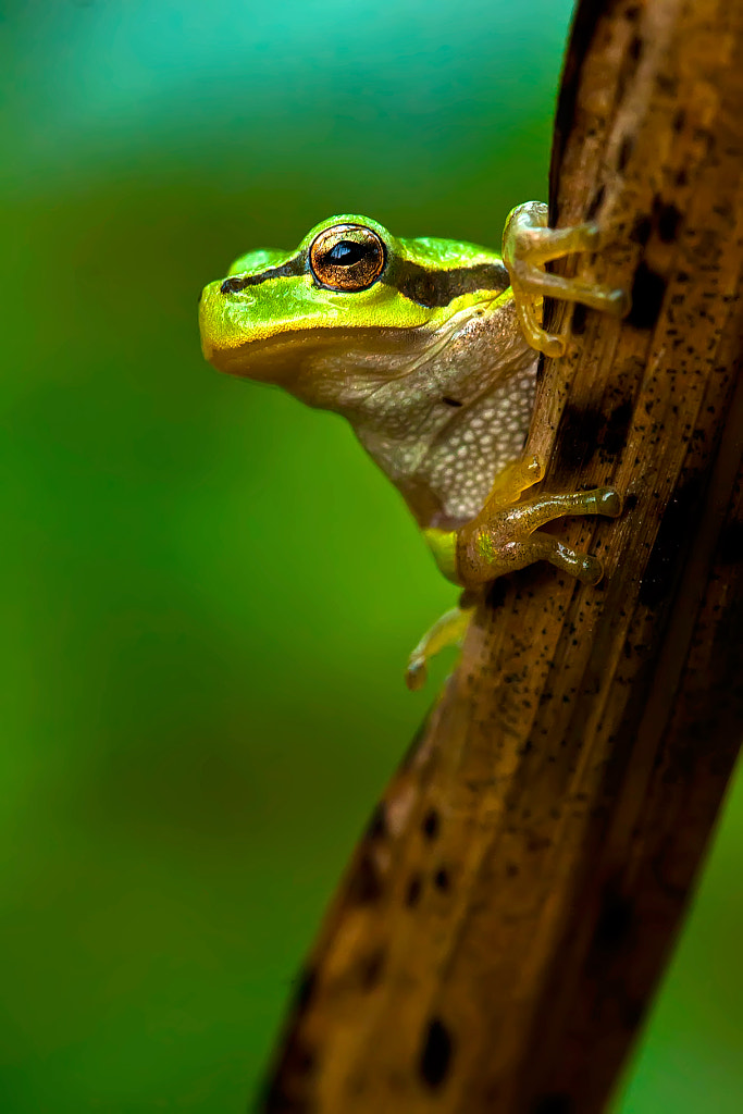 What do you want at 5 o'clock in the morning? by Ivan Vidaković on 500px.com