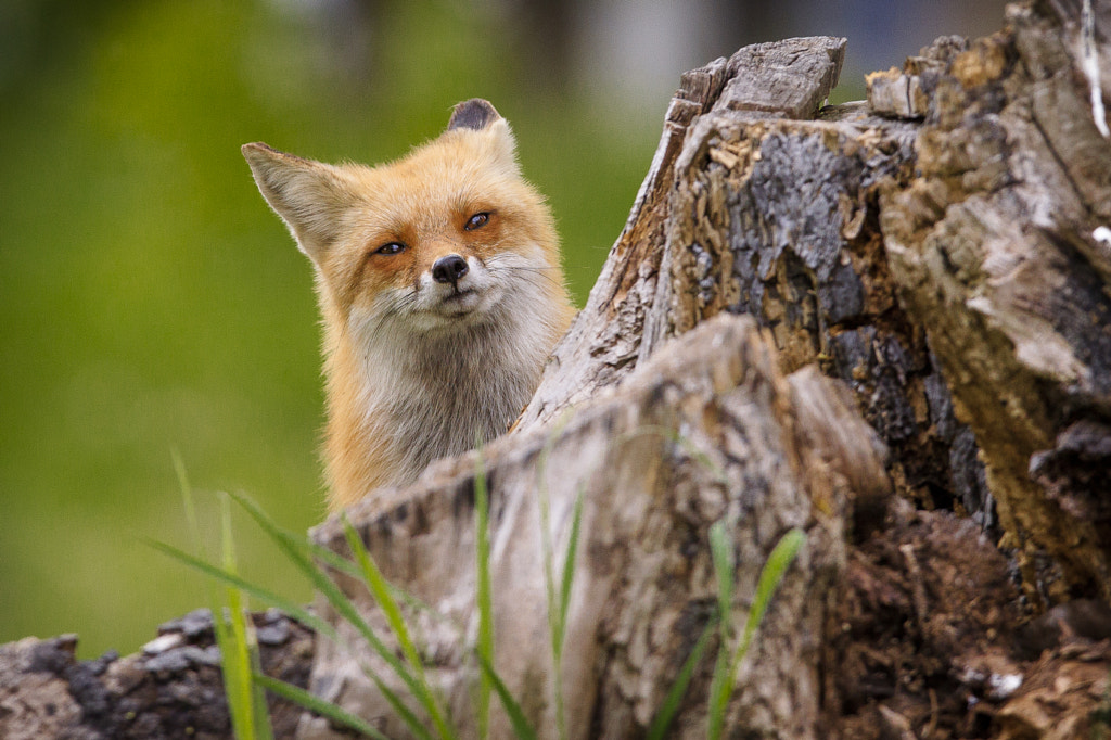 Peekaboo by Jacques-Andre Dupont on 500px.com