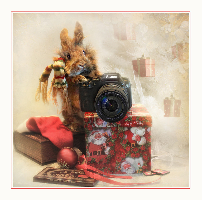 Please tell che-e-ese,   Luiza  Gelts -     500px.com