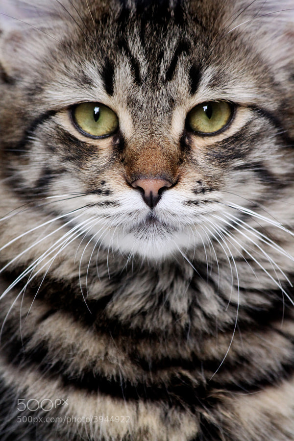 Fashion Cat by Harald Wagener