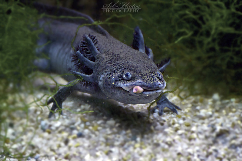 Interesting Axolotl Facts - What does axolotl eat