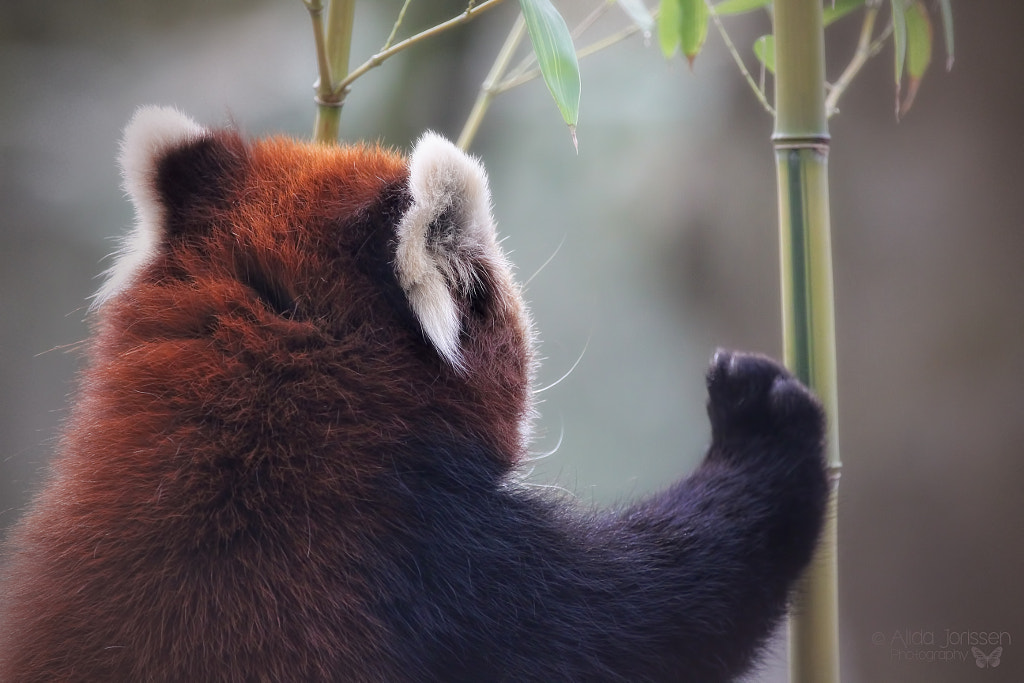 Photos Of Red Pandas Slacking Off That Are Really Cute 500px