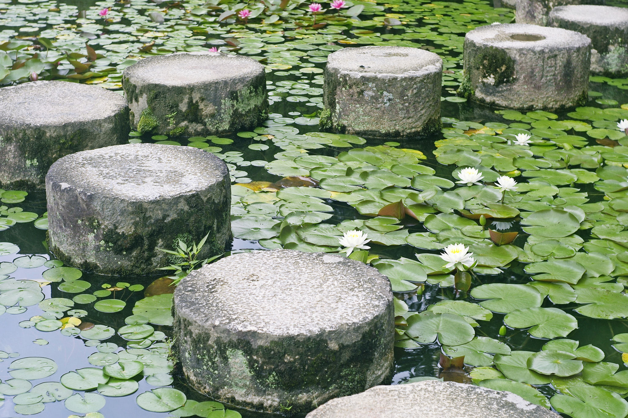 蓮池の飛び石 Water Lily