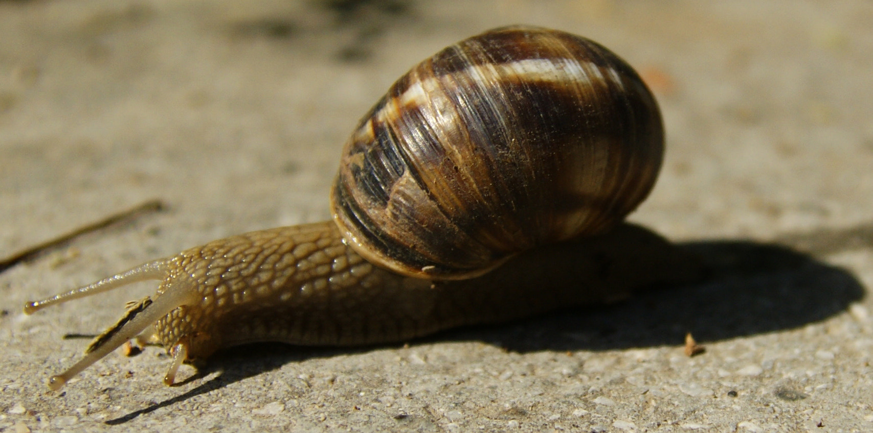 Sümüklü böcek Snail by Arif Pişkin / 500px