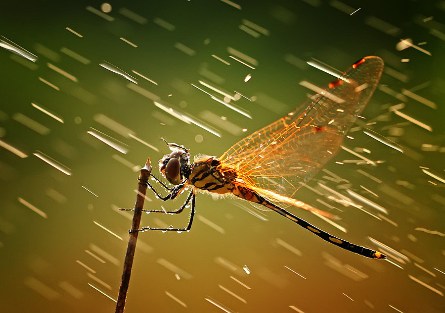 Never give up by shikhei goh on 500px.com