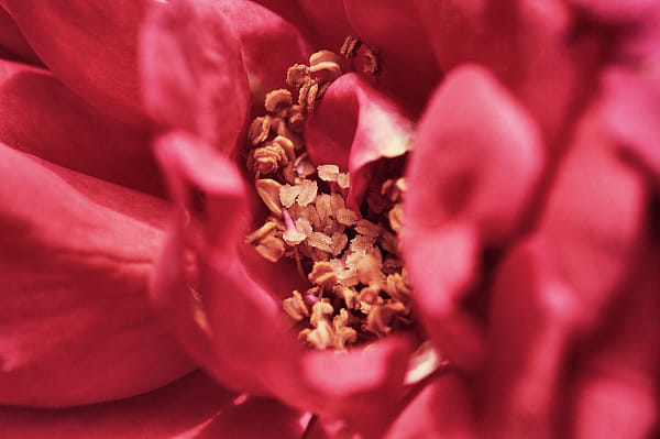 Draped in velvet by Ravi S R on 500px.com