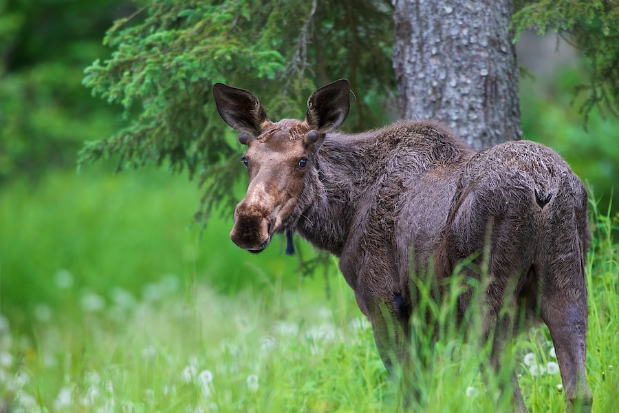 Centennial Camp Bull Moose by Buck Shreck on 500px.com